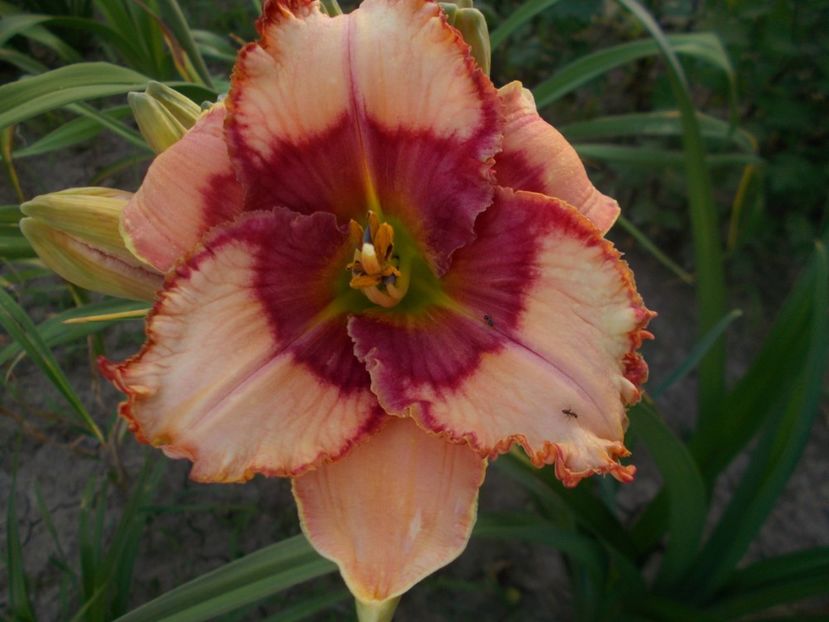  - Hemerocallis 2019