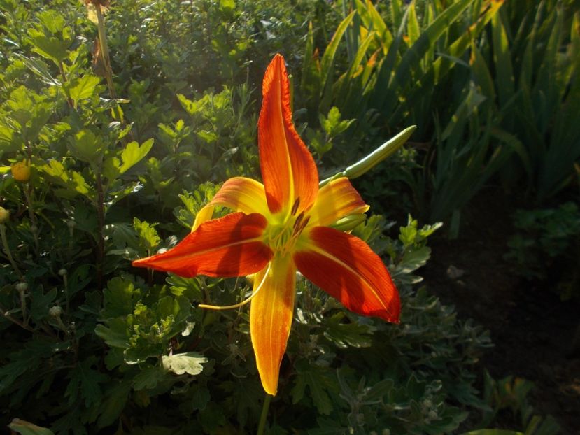  - Hemerocallis 2019