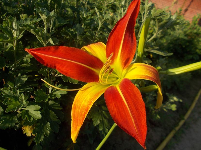 - Hemerocallis 2019