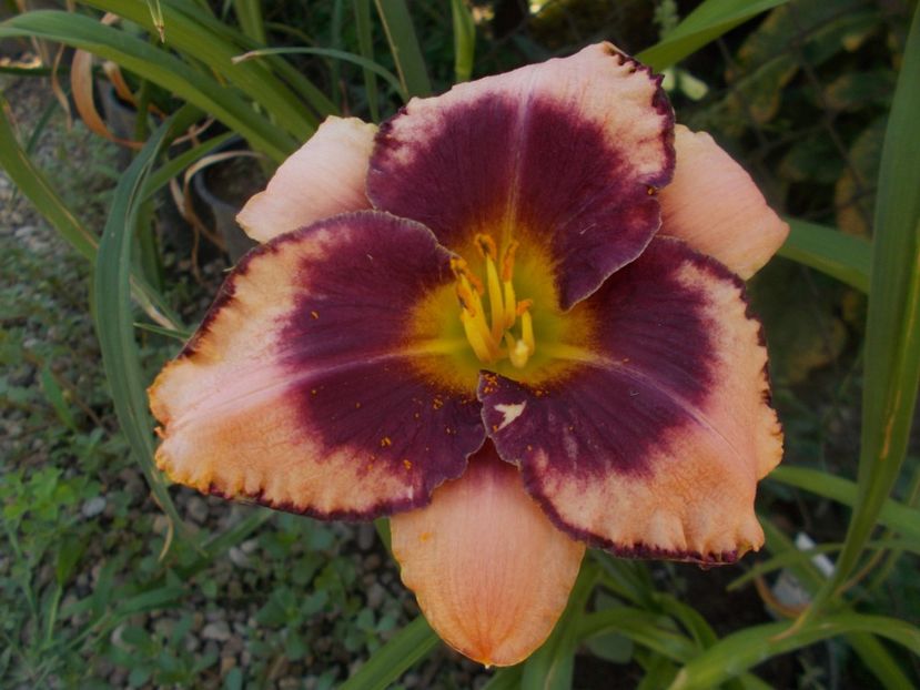  - Hemerocallis 2019