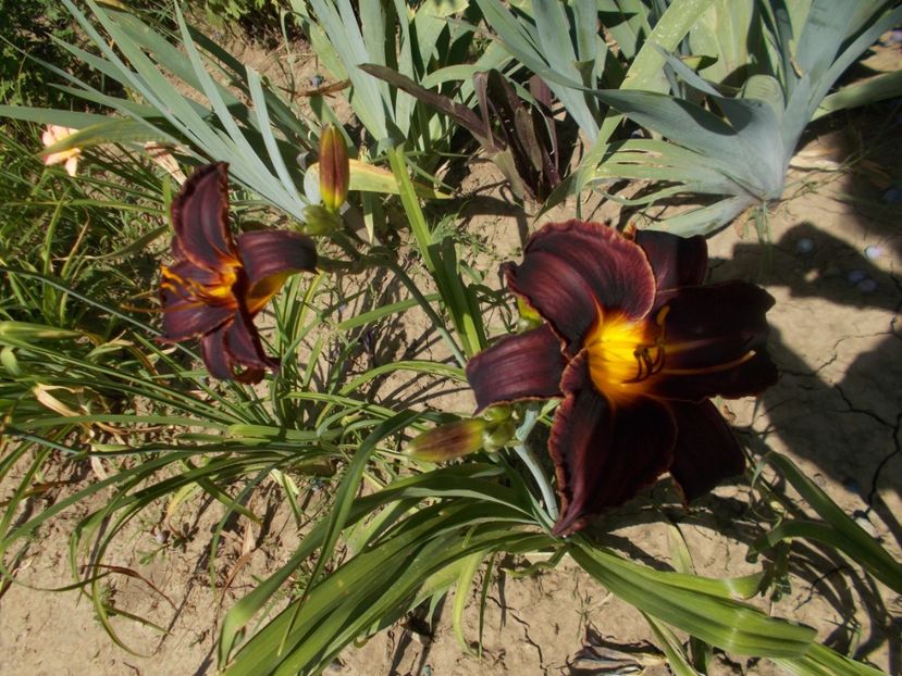  - Hemerocallis 2019