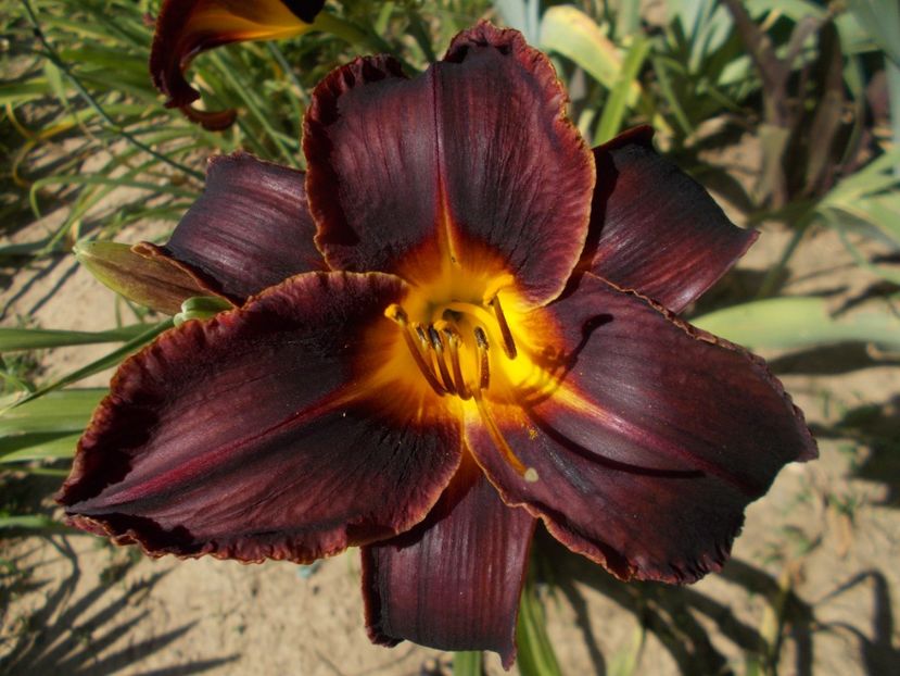  - Hemerocallis 2019