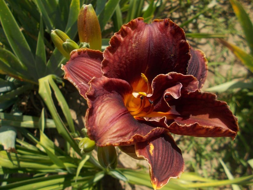  - Hemerocallis 2019