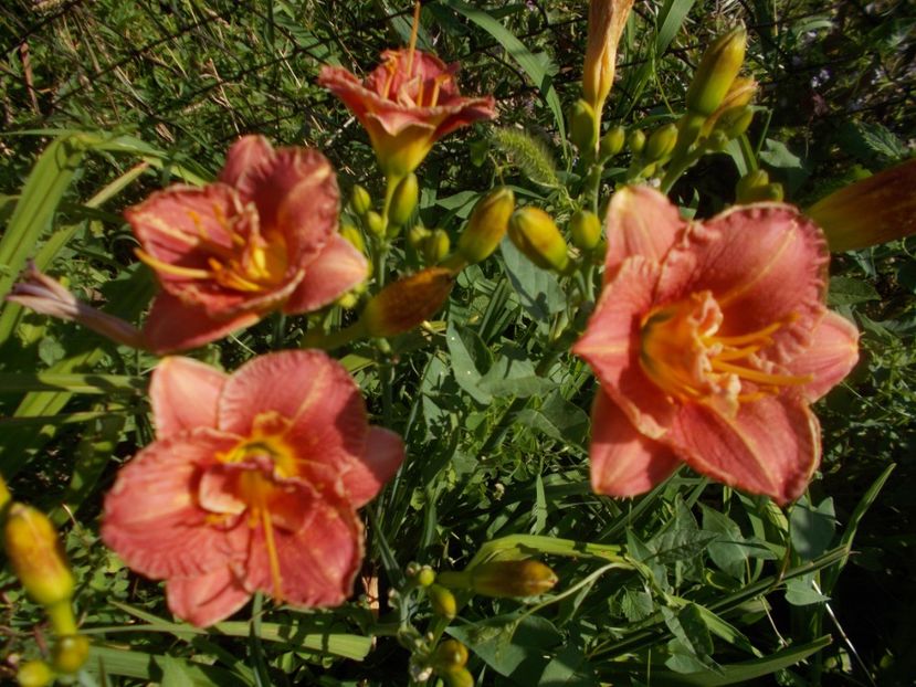 TWO TO TANGO - Hemerocallis 2019