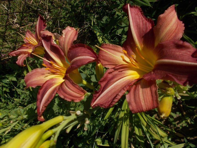  - Hemerocallis 2019