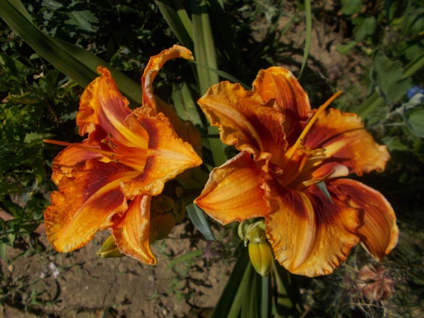  - Hemerocallis 2019