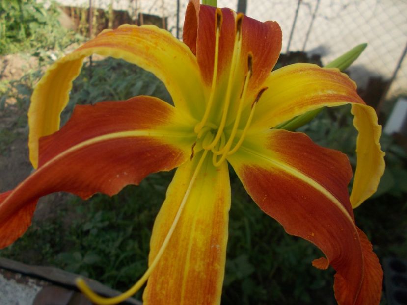  - Hemerocallis 2019