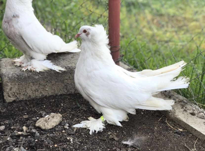 86532FEA-5F97-4929-B9DE-F9181E7B0E9B - A DE VANZARE