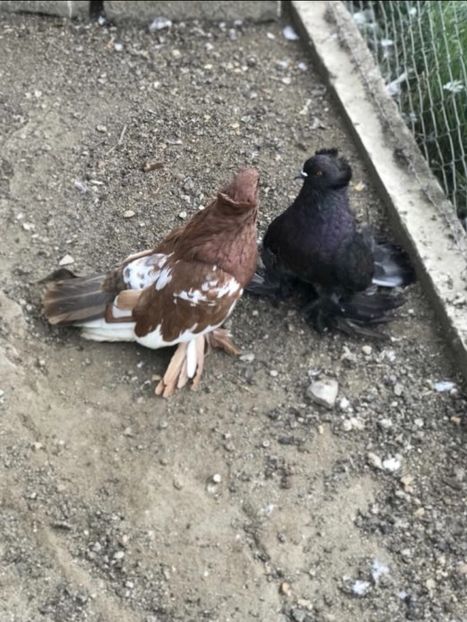 8D1D8C6B-EB21-4A30-93C3-16DA13749042 - A DE VANZARE