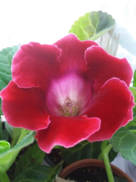 20 - gloxinia 2019