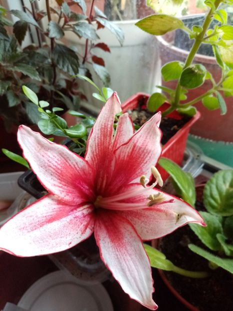 Multumesc,Felicita! - iulie 2o19