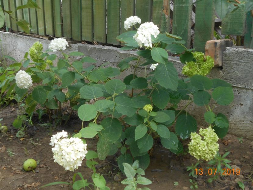  - 2Azalee-rhododendroni-hortensii-hoste 2019