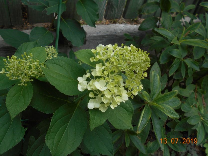  - 2Azalee-rhododendroni-hortensii-hoste 2019