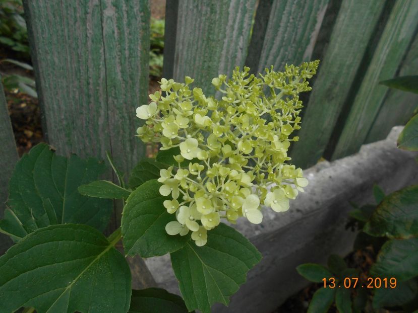  - 2Azalee-rhododendroni-hortensii-hoste 2019