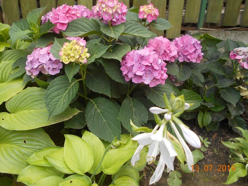  - 2Azalee-rhododendroni-hortensii-hoste 2019