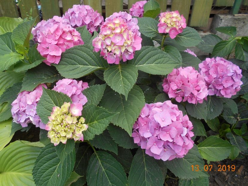  - 2Azalee-rhododendroni-hortensii-hoste 2019