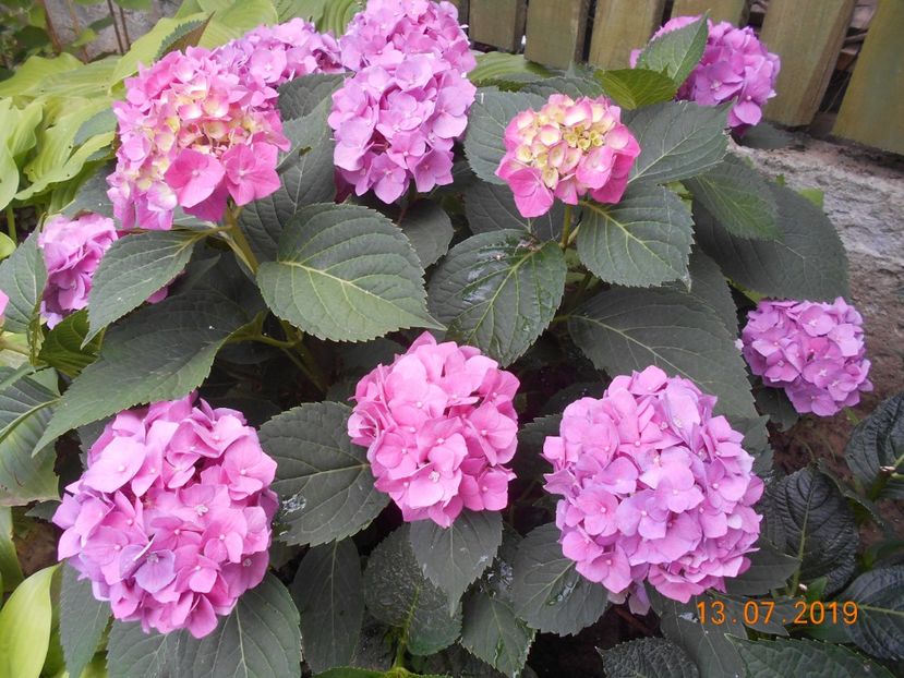  - 2Azalee-rhododendroni-hortensii-hoste 2019