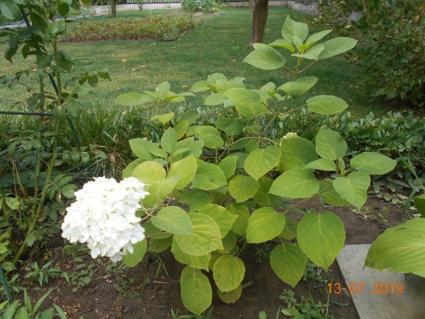  - 2Azalee-rhododendroni-hortensii-hoste 2019