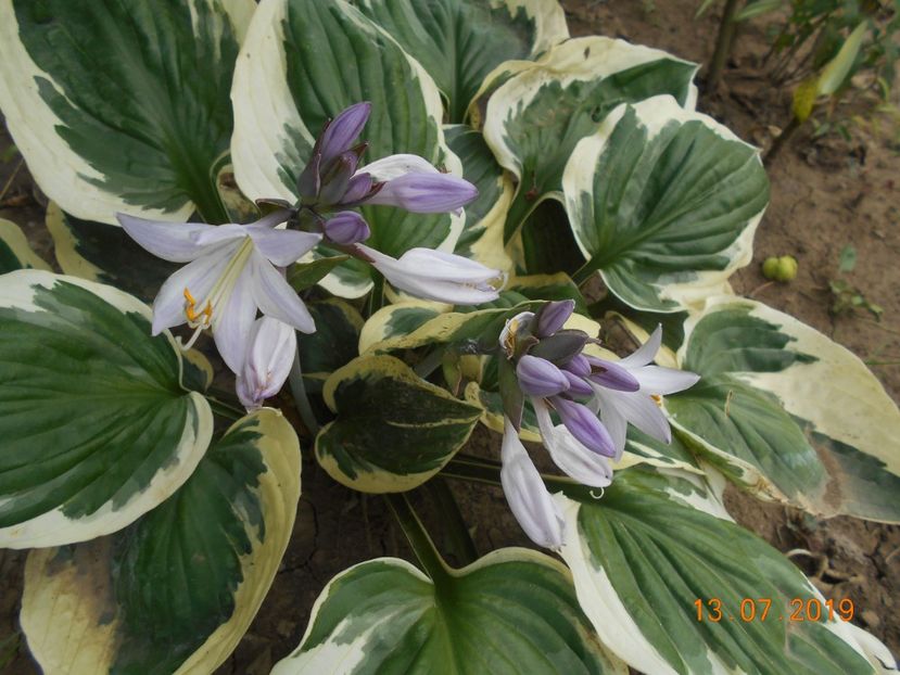  - 2Azalee-rhododendroni-hortensii-hoste 2019