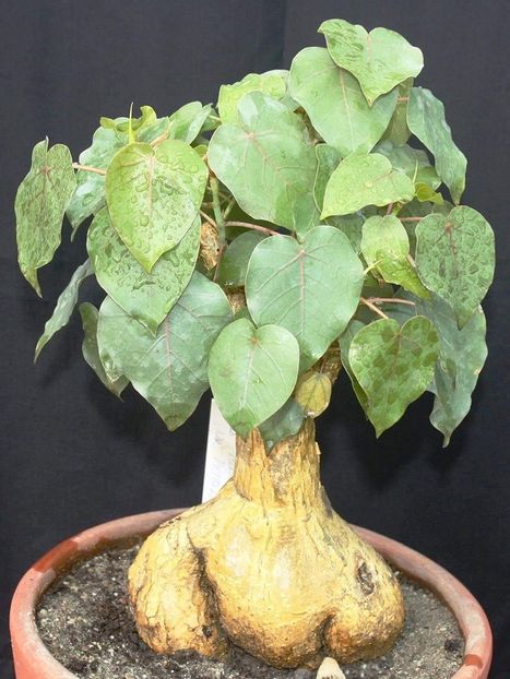 Ficus petiolaris - Whish list pentru viata urmatoare1