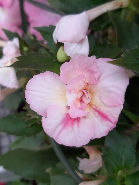 Amelia sp-Dna Dietze - Comparații