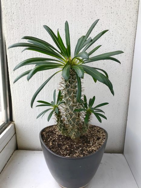 D0499CB3-93E8-4A92-AFCA-344DA086B0D1 - Vand Pachypodium Lamerei