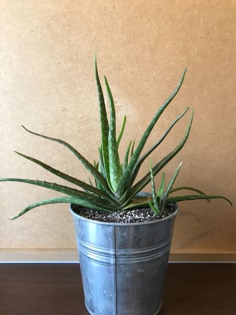 B36956BF-7722-42F7-989F-9CDE139E905C - Vand Aloe Vera