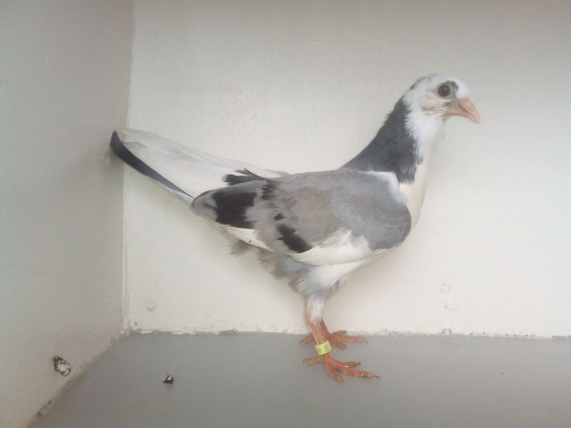 pierdut - PUISORI 2019