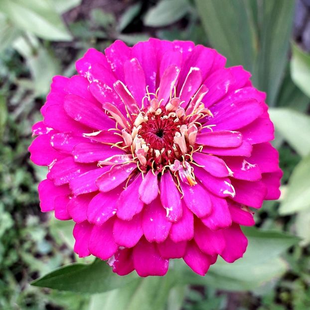  - AAAA__CARCIUMARESE 2015_2017_2018_2019