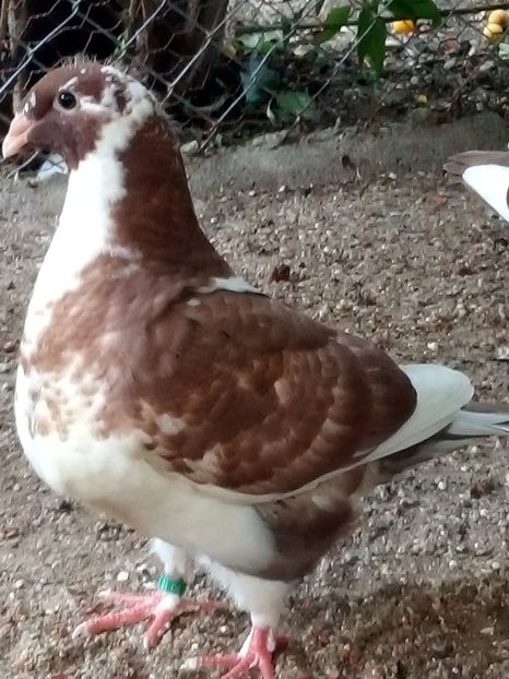 AGh - Tineret AGH 2019