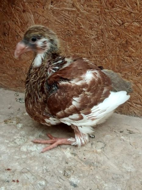 AGH - Tineret AGH 2019