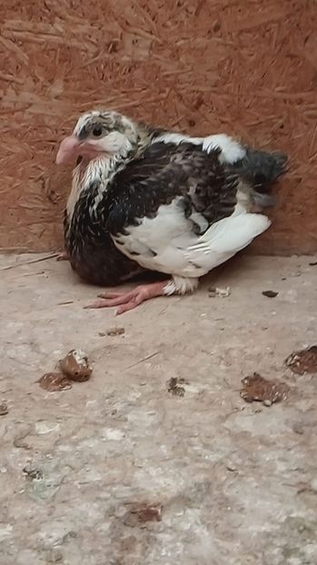 AGH - Tineret AGH 2019