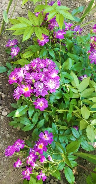  - U-GRADINA MEA