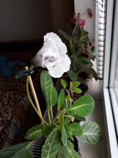  - gloxinii_2019