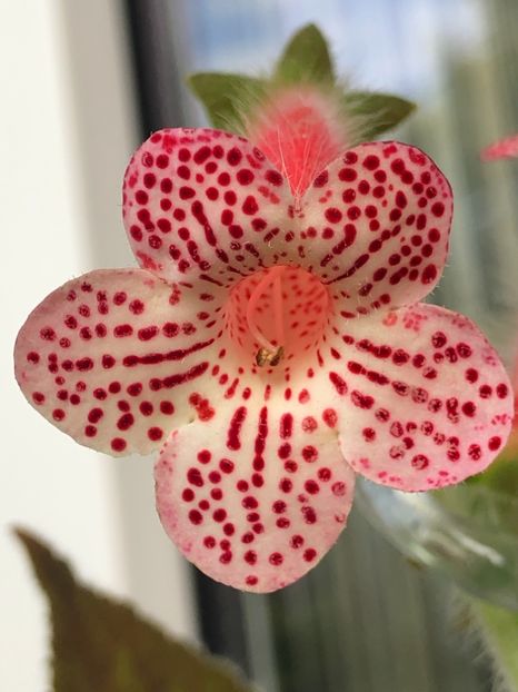 Maja Graddnos 6 - KOHLERIA