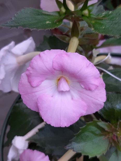 BriD’s Traum in Weiß-Rosa - Achi din semințe BriDs 2019