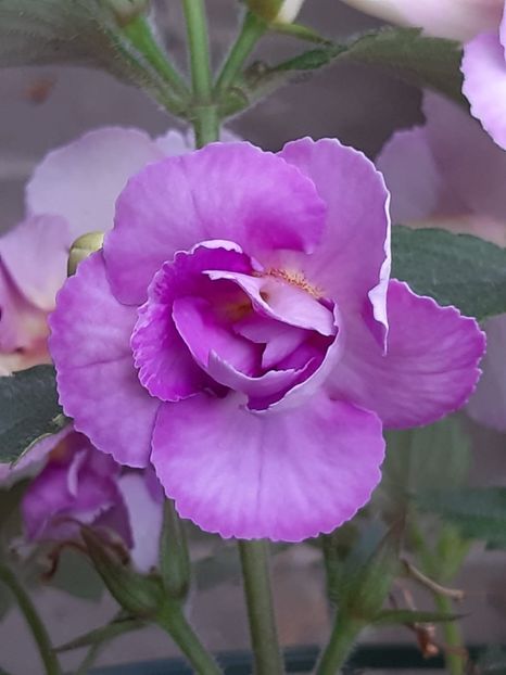 BriD’s Elfe - Achi din semințe BriDs 2019