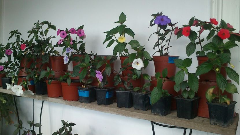 Poza de grup :) - 2017 primii mei achimenes