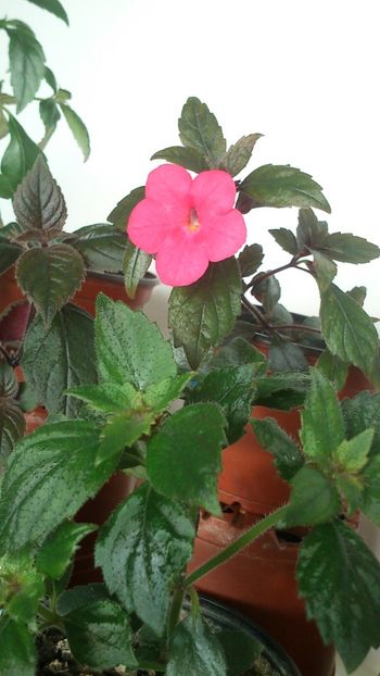 Tarantella - 2017 primii mei achimenes