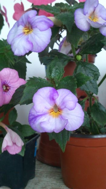 Porcelain Doll - 2017 primii mei achimenes