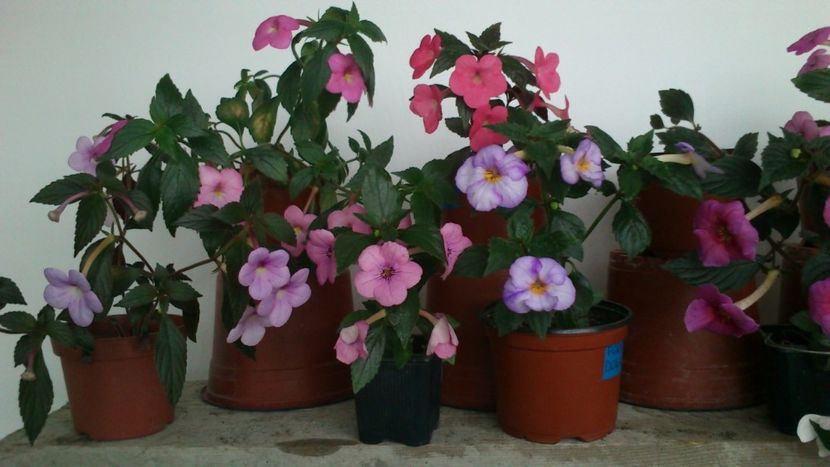  - 2017 primii mei achimenes