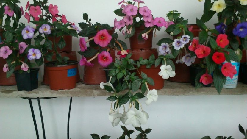  - 2017 primii mei achimenes