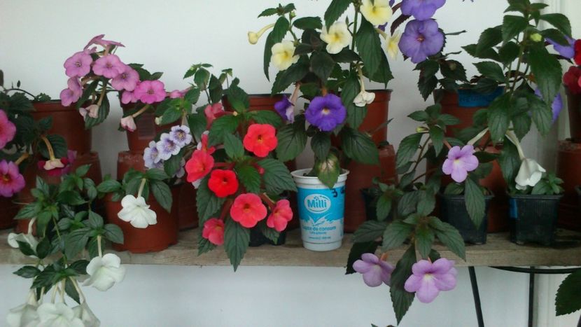  - 2017 primii mei achimenes