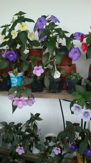  - 2017 primii mei achimenes