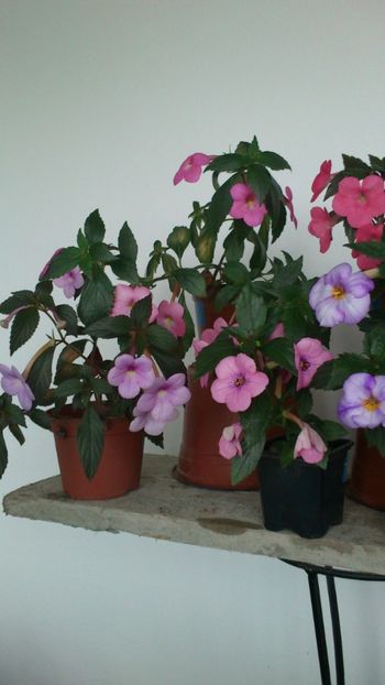  - 2017 primii mei achimenes