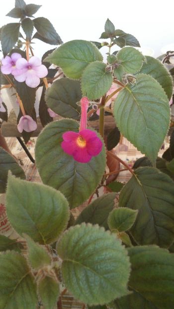  - 2017 primii mei achimenes