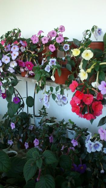  - 2017 primii mei achimenes