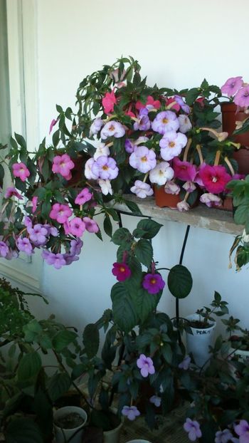  - 2017 primii mei achimenes