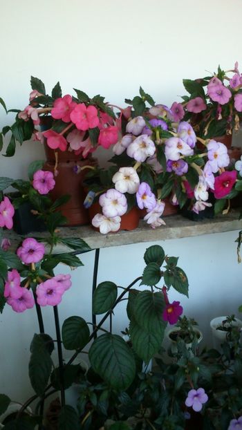  - 2017 primii mei achimenes