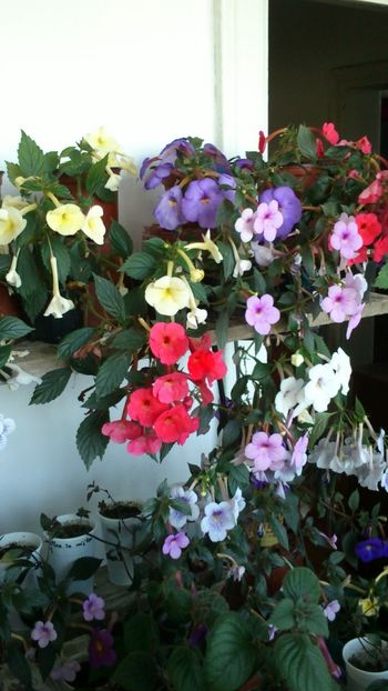  - 2017 primii mei achimenes